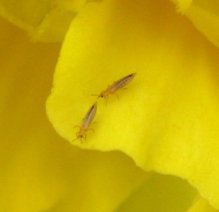 Thrips